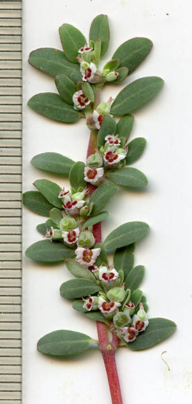  Euphorbia pediculifera var. pediculifera